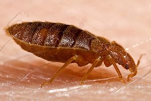 Adult bed bug, Cimex lectularius